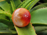 Polished Carnelian Spheres x 6 From Madagascar