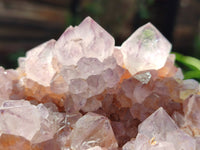 Natural Cactus Flower Sunburst Spirit Amethyst Clusters x 4 From South Africa