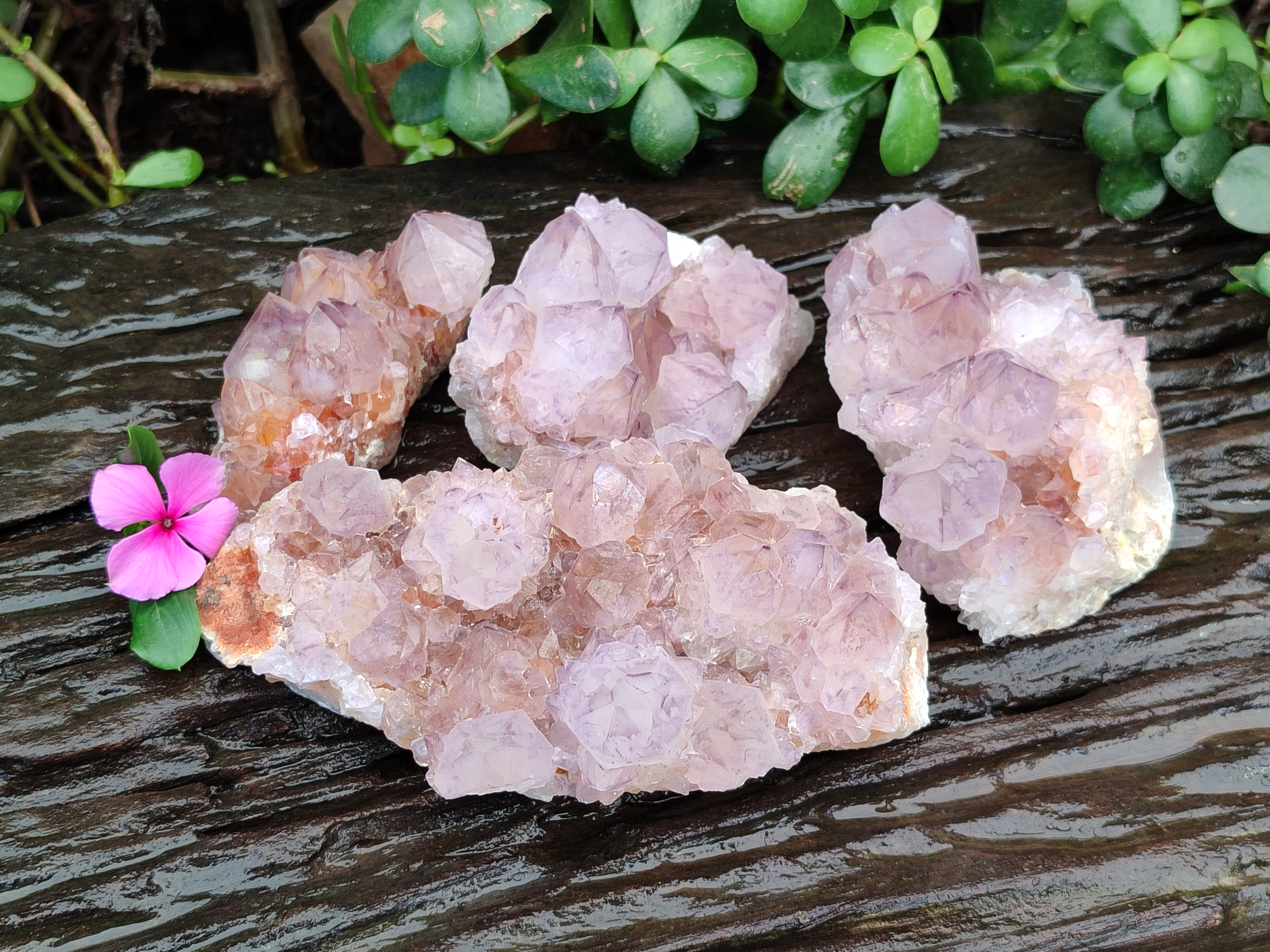Natural Cactus Flower Sunburst Spirit Amethyst Clusters x 4 From South Africa - Toprock Gemstones and Minerals 