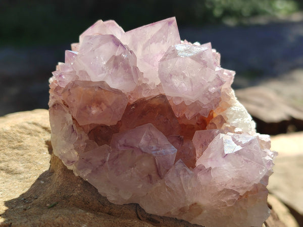 Natural Cactus Flower Sunburst Spirit Amethyst Clusters x 4 From South Africa