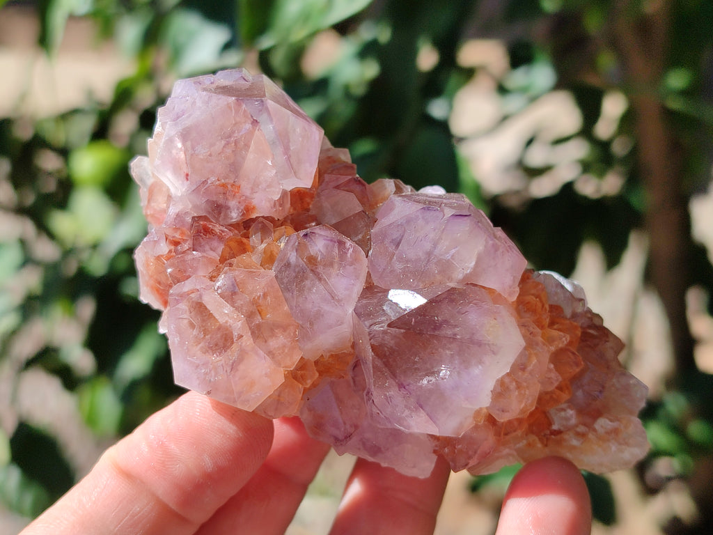 Natural Cactus Flower Sunburst Spirit Amethyst Clusters x 4 From South Africa - Toprock Gemstones and Minerals 