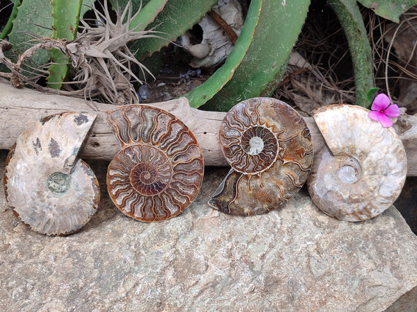 Polished Cleoniceras Ammonite Fossils Pairs x 2 Pairs From Maintirano, Madagascar