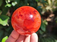 Polished Carnelian Agate Spheres x 4 From Madagascar