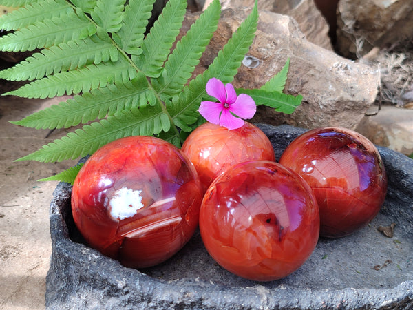 Polished Carnelian Agate Spheres x 4 From Madagascar