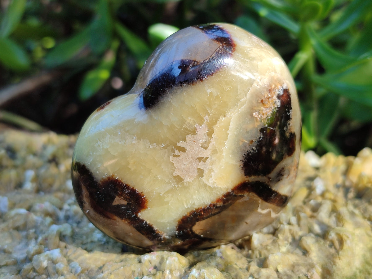 Polished Fossilized Septerye Hearts x 6 From Mahajanga, Madagascar - Toprock Gemstones and Minerals 