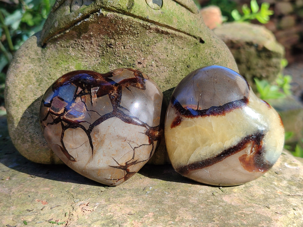 Polished Fossilized Septerye Hearts x 6 From Mahajanga, Madagascar - Toprock Gemstones and Minerals 
