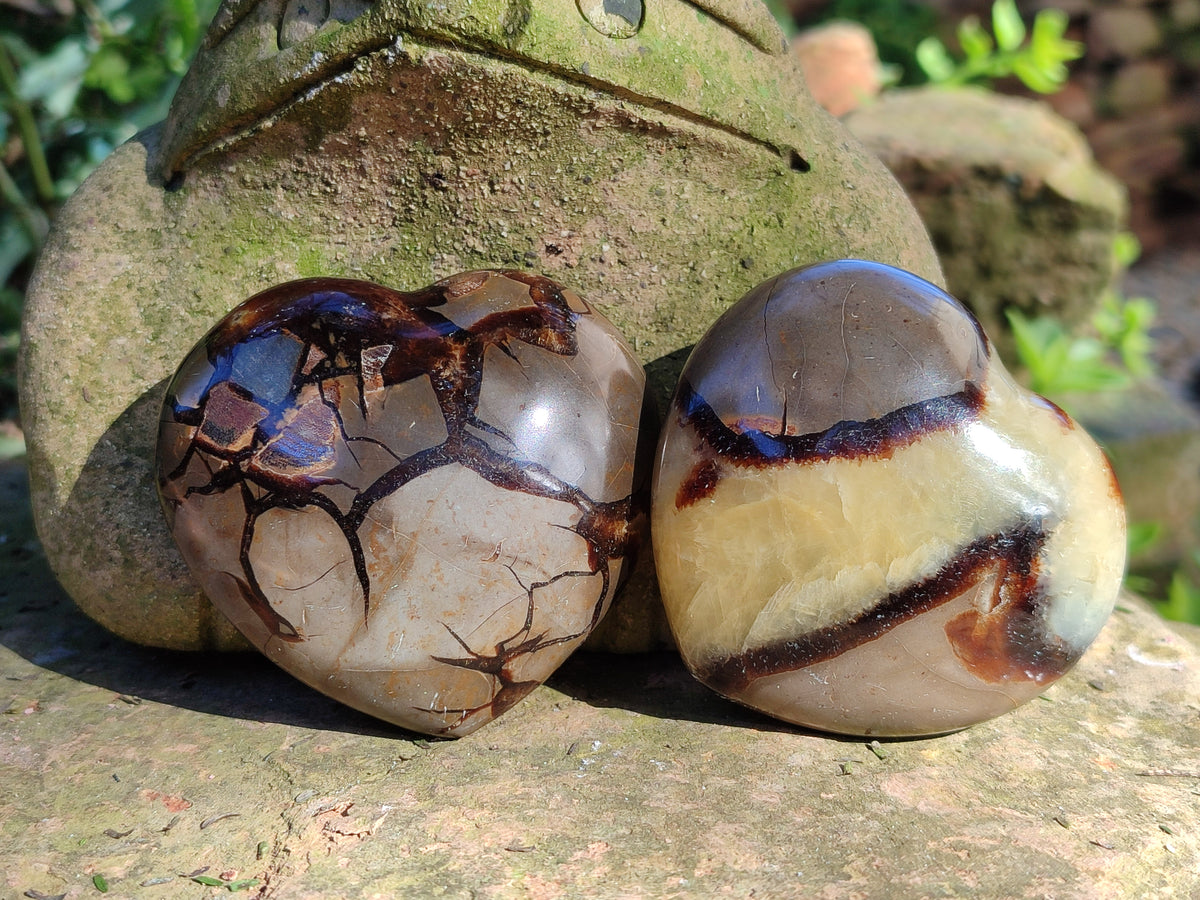 Polished Fossilized Septerye Hearts x 6 From Mahajanga, Madagascar - Toprock Gemstones and Minerals 