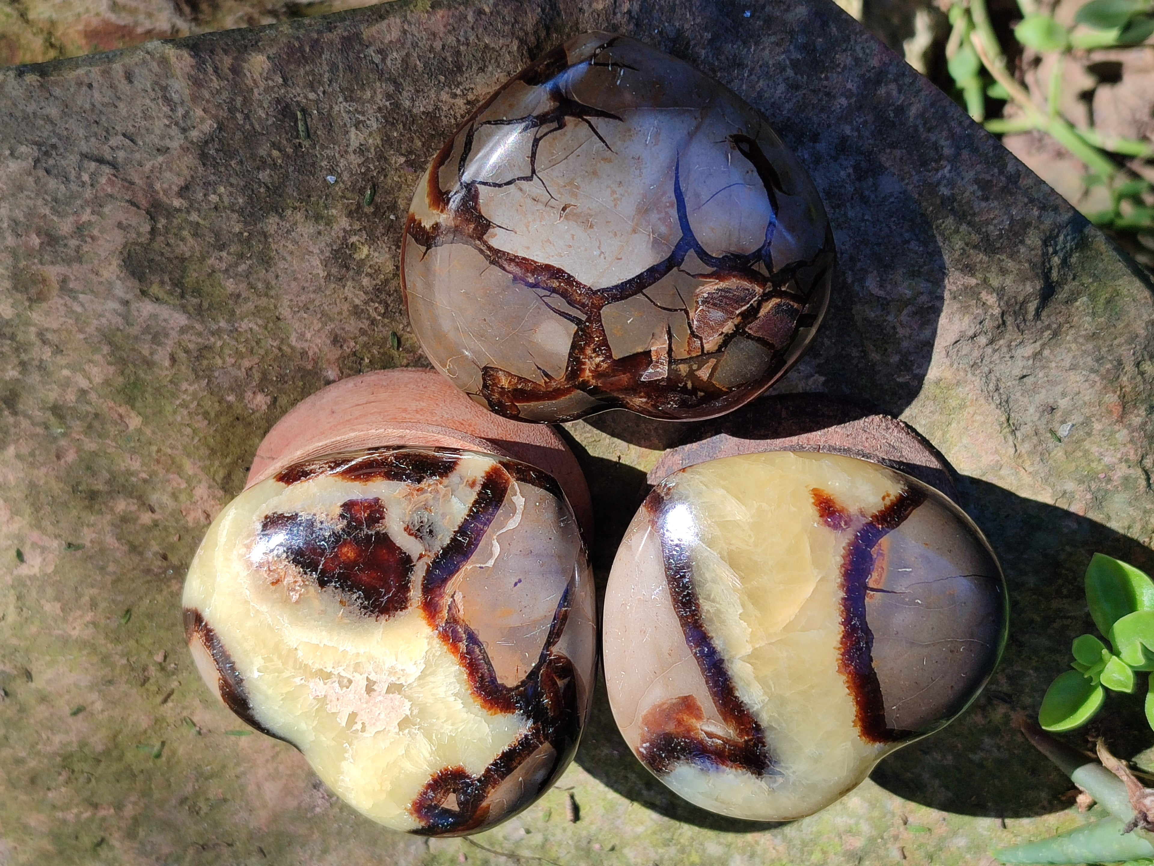 Polished Fossilized Septerye Hearts x 6 From Mahajanga, Madagascar - Toprock Gemstones and Minerals 