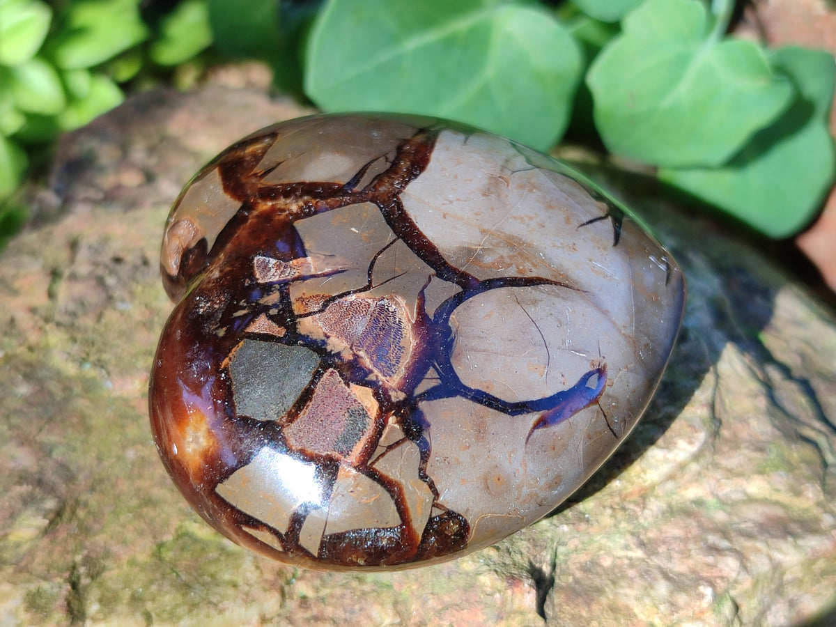 Polished Fossilized Septerye Hearts x 6 From Mahajanga, Madagascar - Toprock Gemstones and Minerals 