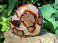 Polished Fossilized Septerye Hearts x 6 From Mahajanga, Madagascar