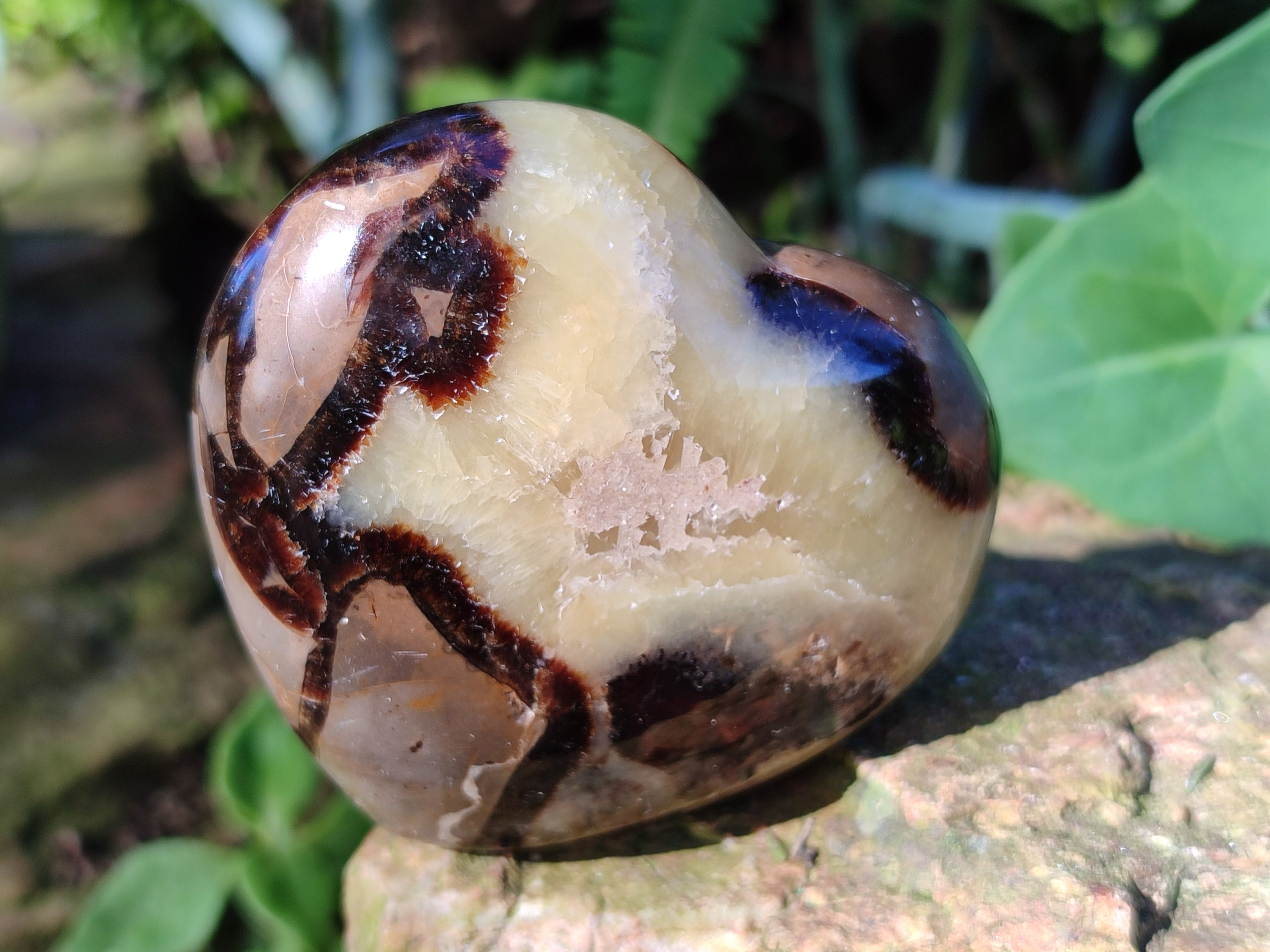 Polished Fossilized Septerye Hearts x 6 From Mahajanga, Madagascar - Toprock Gemstones and Minerals 