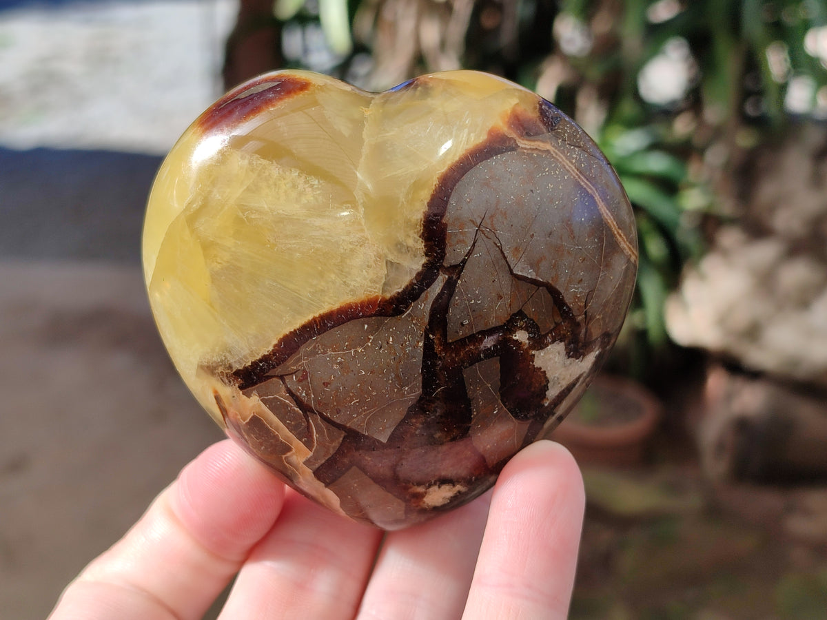 Polished Fossilized Septerye Hearts x 6 From Mahajanga, Madagascar - Toprock Gemstones and Minerals 