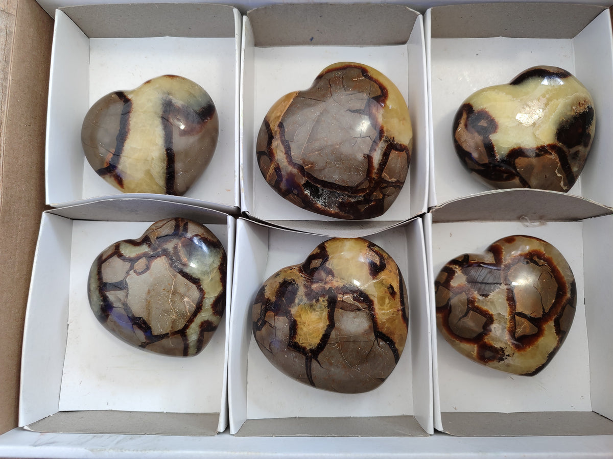 Polished Fossilized Septerye Hearts x 6 From Mahajanga, Madagascar - Toprock Gemstones and Minerals 