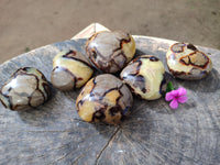 Polished Fossilized Septerye Hearts x 6 From Mahajanga, Madagascar