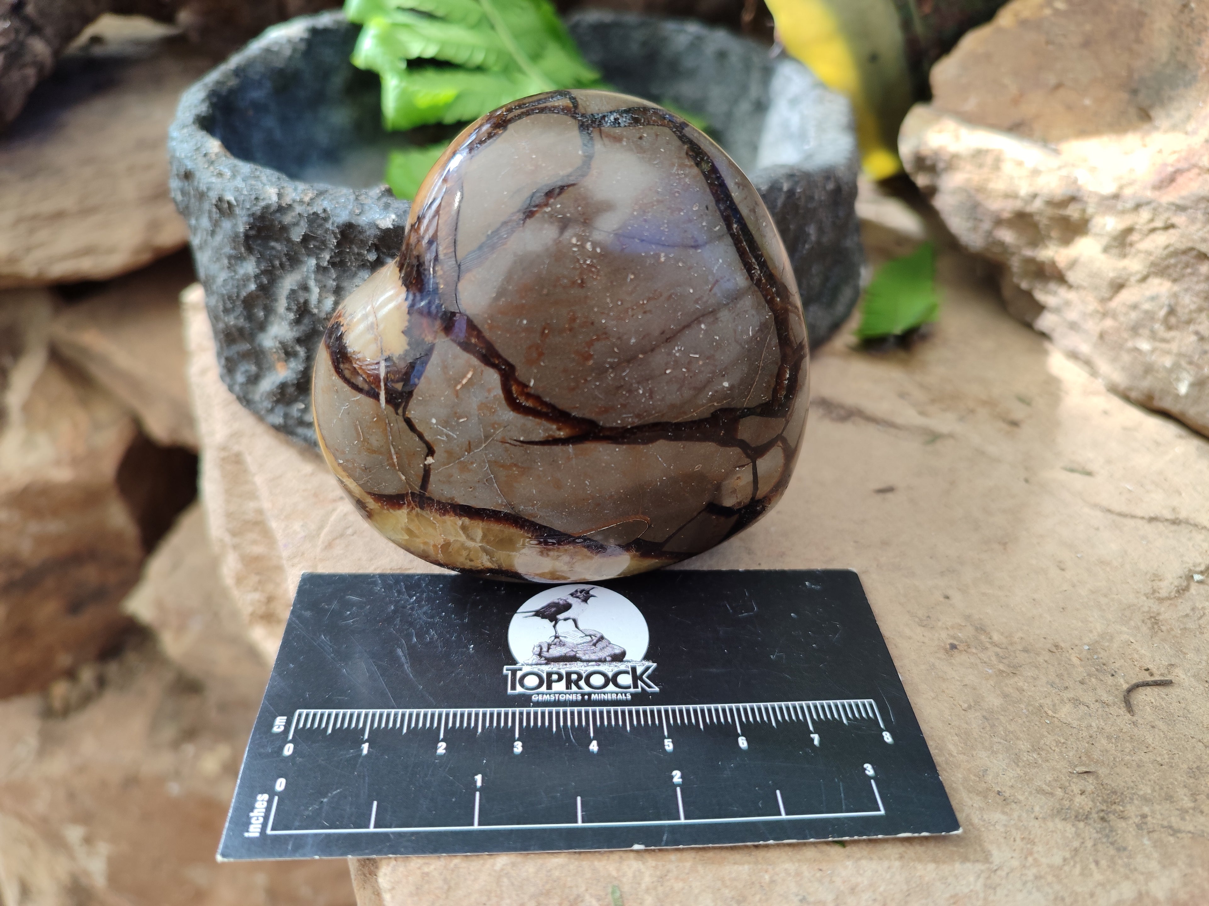 Polished Fossilized Septerye Hearts x 6 From Mahajanga, Madagascar - Toprock Gemstones and Minerals 