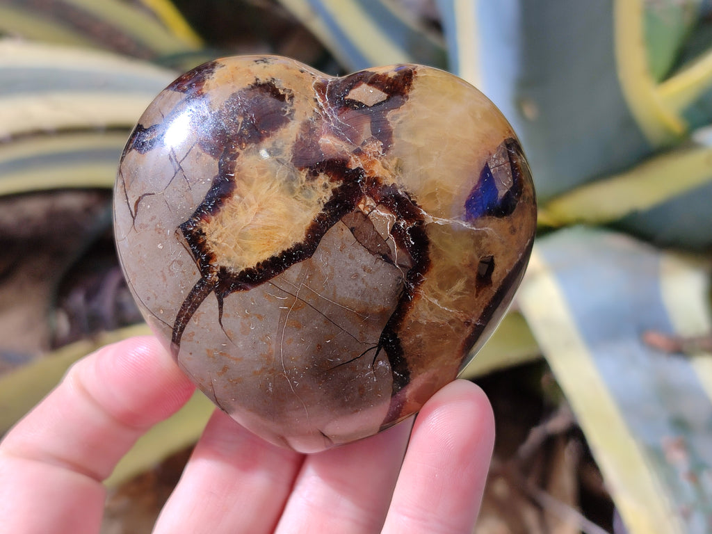 Polished Fossilized Septerye Hearts x 6 From Mahajanga, Madagascar - Toprock Gemstones and Minerals 