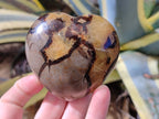 Polished Fossilized Septerye Hearts x 6 From Mahajanga, Madagascar - Toprock Gemstones and Minerals 