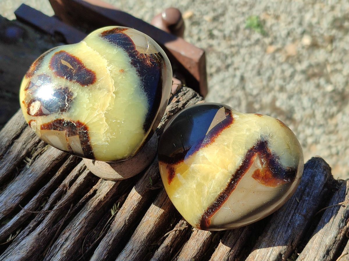 Polished Fossilized Septerye Hearts x 6 From Mahajanga, Madagascar - Toprock Gemstones and Minerals 