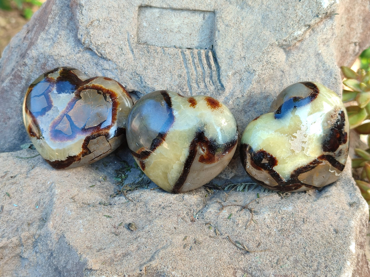 Polished Fossilized Septerye Hearts x 6 From Mahajanga, Madagascar - Toprock Gemstones and Minerals 