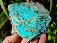 Natural Chrysocolla Blade Crystal Pseudomorph after Malachite with Drusy Coated Ball Malachite on Dolomite x 2 From Lupoto Mine, Congo
