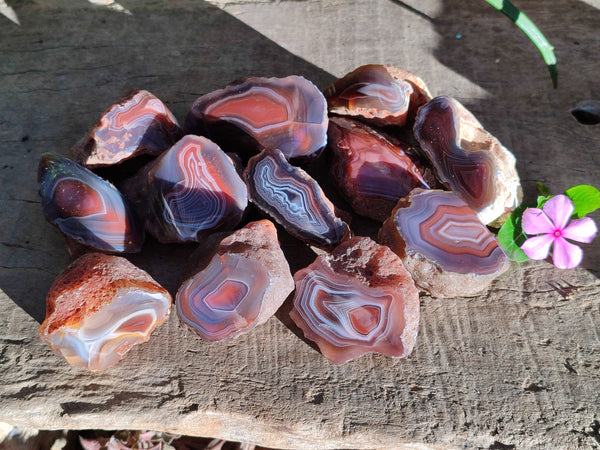 Polished On One Side Red Sashe River Agate Nodules x 12 From Zimbabwe