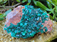 Natural Dioptase On Dolomite Specimen x 1 From Likasi, Congo