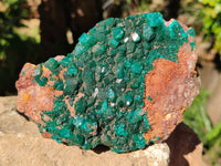 Natural Dioptase On Dolomite Specimen x 1 From Likasi, Congo