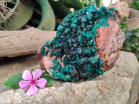 Natural Dioptase On Dolomite Specimen x 1 From Likasi, Congo