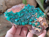 Natural Dioptase On Dolomite Specimen x 1 From Likasi, Congo