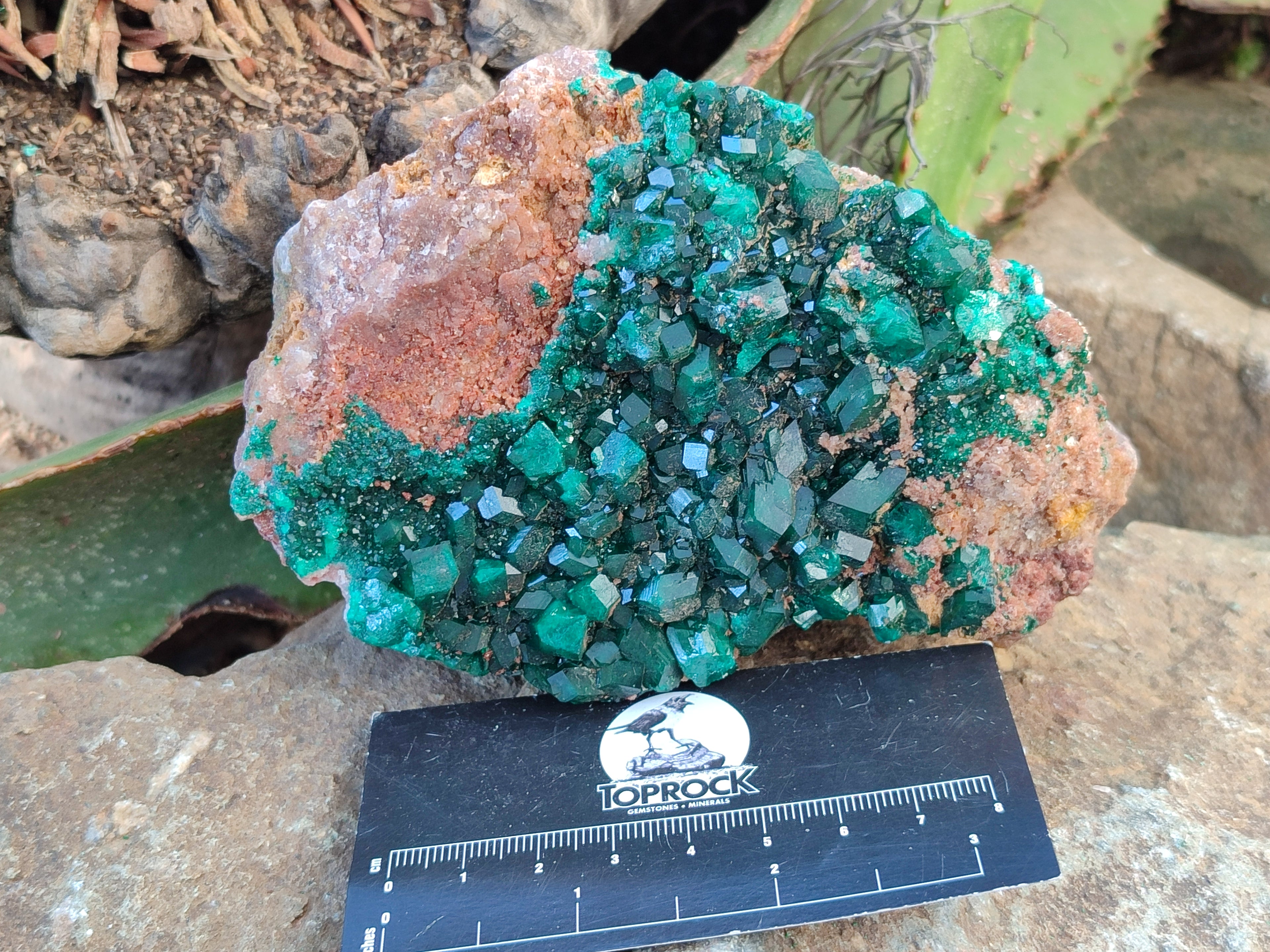 Natural Dioptase On Dolomite Specimen x 1 From Likasi, Congo - Toprock Gemstones and Minerals 