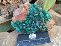 Natural Dioptase On Dolomite Specimen x 1 From Likasi, Congo