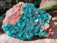 Natural Dioptase On Dolomite Specimen x 1 From Likasi, Congo
