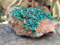 Natural Dioptase On Dolomite Specimen x 1 From Likasi, Congo