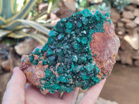 Natural Dioptase On Dolomite Specimen x 1 From Likasi, Congo