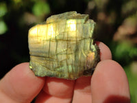 Polished On One Side Labradorite Slices x 70 From Tulear, Madagascar