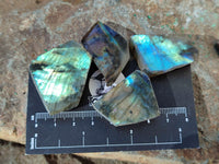 Polished On One Side Labradorite Slices x 70 From Tulear, Madagascar
