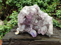 Natural Jacaranda Amethyst Quartz Cluster x 1 From Mumbwa, Zambia