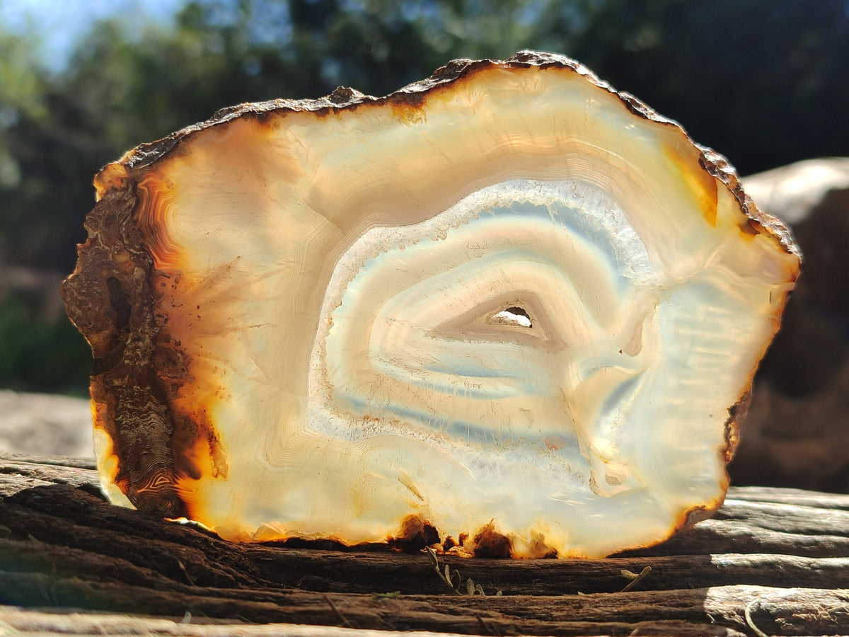 Polished Banded Agate Slices x 6 From Madagascar - Toprock Gemstones and Minerals 