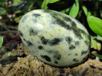 Polished Leopard Stone Free Forms x 11 From Nyanga, Zimbabwe