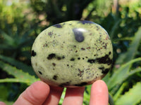 Polished Leopard Stone Free Forms x 11 From Nyanga, Zimbabwe