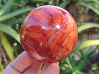Polished Carnelian Agate Spheres x 3 From Madagascar