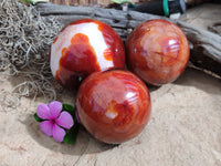 Polished Carnelian Agate Spheres x 3 From Madagascar