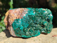 Natural Large Dioptase On Dolomite Specimen x 1 From Mashamba West Mine, Congo