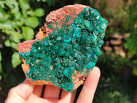 Natural Large Dioptase On Dolomite Specimen x 1 From Mashamba West Mine, Congo