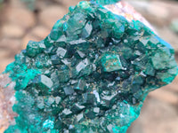Natural Large Dioptase On Dolomite Specimen x 1 From Mashamba West Mine, Congo