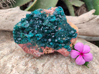 Natural Large Dioptase On Dolomite Specimen x 1 From Mashamba West Mine, Congo