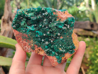 Natural Large Dioptase On Dolomite Specimen x 1 From Mashamba West Mine, Congo