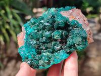 Natural Large Dioptase On Dolomite Specimen x 1 From Mashamba West Mine, Congo