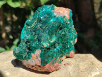 Natural Large Dioptase On Dolomite Specimen x 1 From Mashamba West Mine, Congo