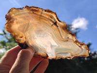 Polished Banded Agate Slices x 6 From Madagascar